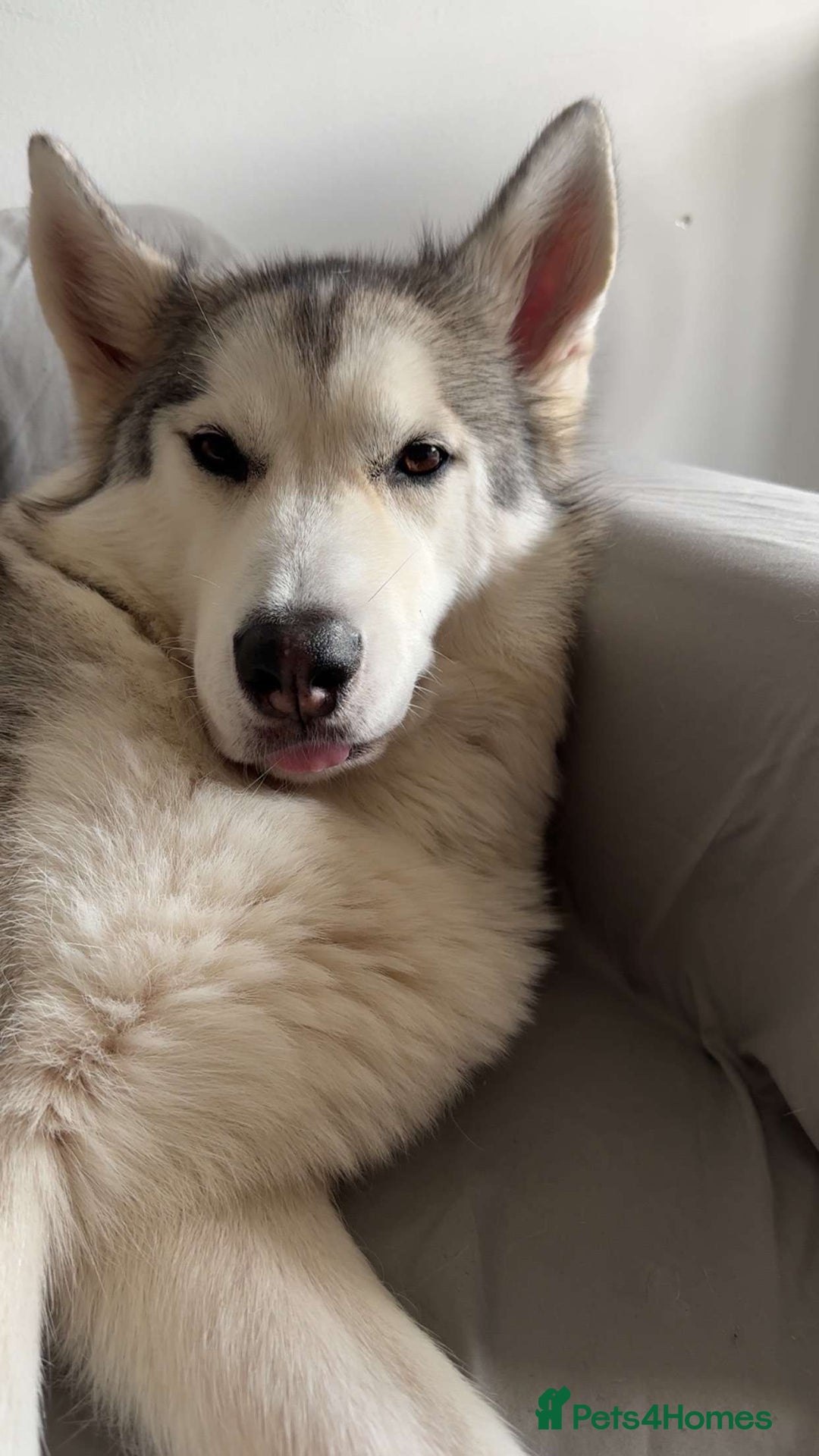 Huskita dogs for sale: Husky/Akita ( 4 years old)  - Image 3