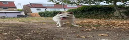 German Shepherd dogs for sale: White German Shepherd  - Advert 3