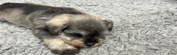 Miniature Schnauzer dogs for sale: Mini Schnauzer  - Advert 3