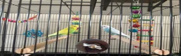 Budgerigars birds for sale: 2 male budgies for sale with cage, food and toys  in Broadway - Advert 1