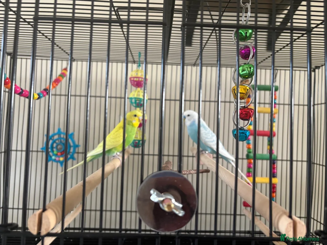 Budgerigars birds for sale: 2 male budgies for sale with cage, food and toys  in Broadway - Advert 1