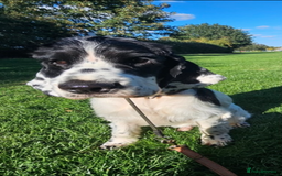 Cocker Spaniel dogs for sale: 18 month old cocker spaniel - Image 1