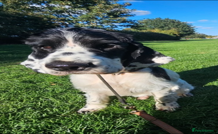 Cocker Spaniel dogs - Advert 2