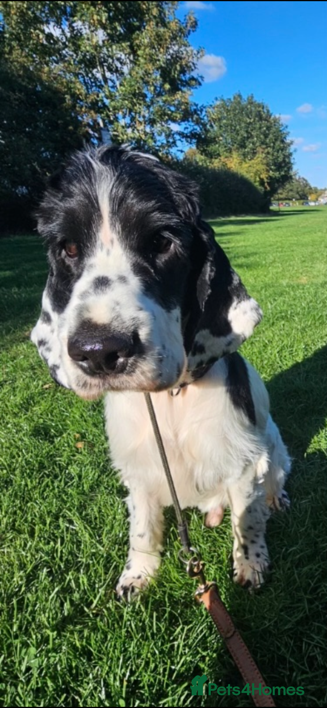 Cocker Spaniel dogs for sale: 18 month old cocker spaniel - Image 1