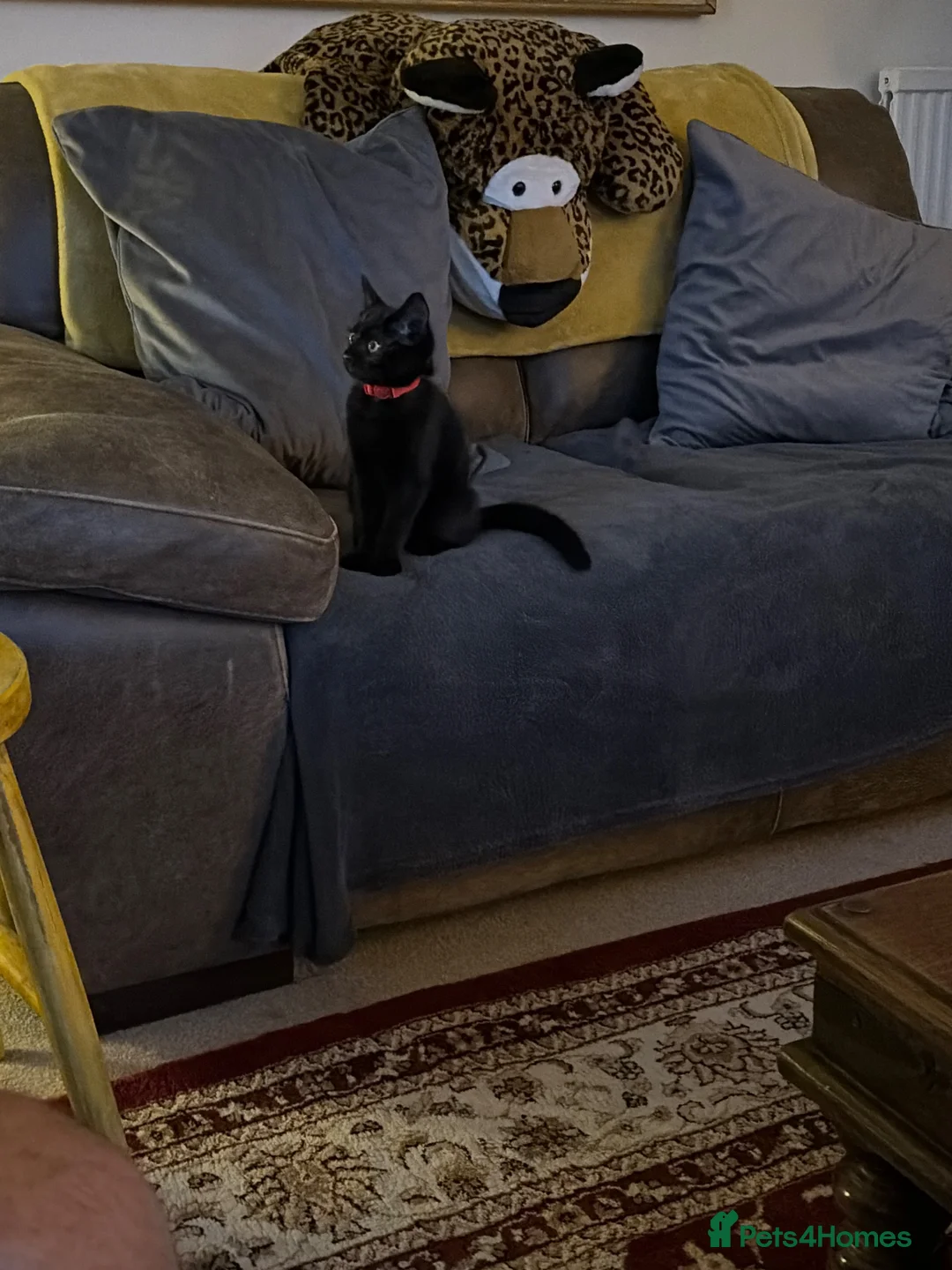 Mixed Breed cats for sale: Beautiful black female kitten - Advert 1
