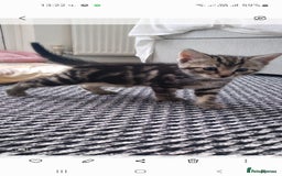 British Longhair cats for sale: Kittens  - Image 2