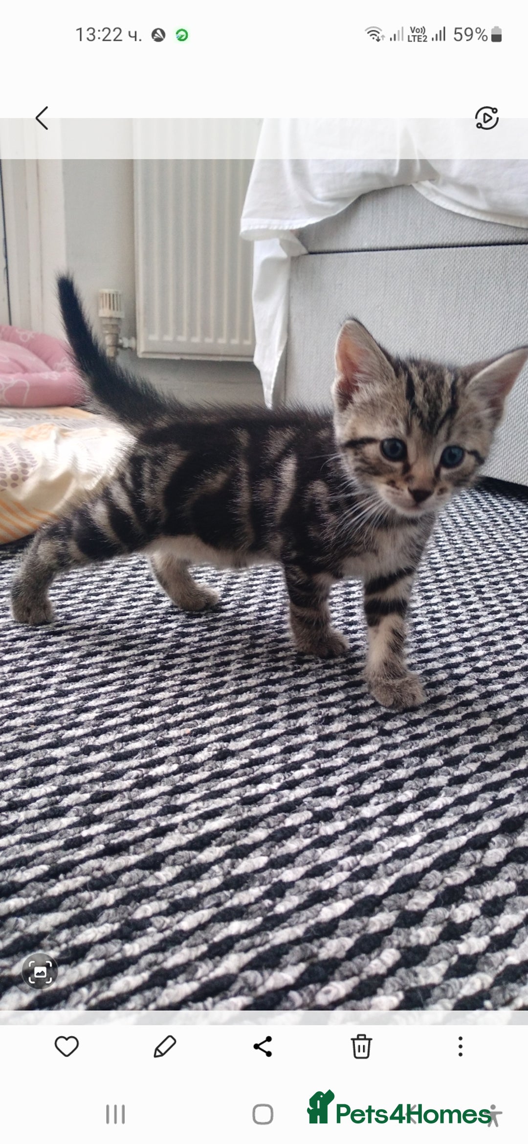 British Longhair cats for sale: Kittens  - Image 2