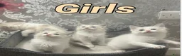 Ragdoll cats for sale: Stunning Ragdoll kittens - Advert 3