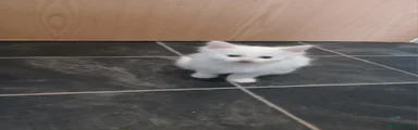 Ragdoll 2