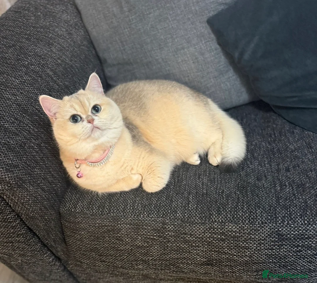 British Shorthair cats for sale: Golden British shorthair  in Rugby - Advert 2