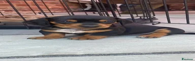Miniature Dachshund 1