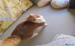 Mixed Breed cats for sale: Simba ginger mixed breed  - Image 1