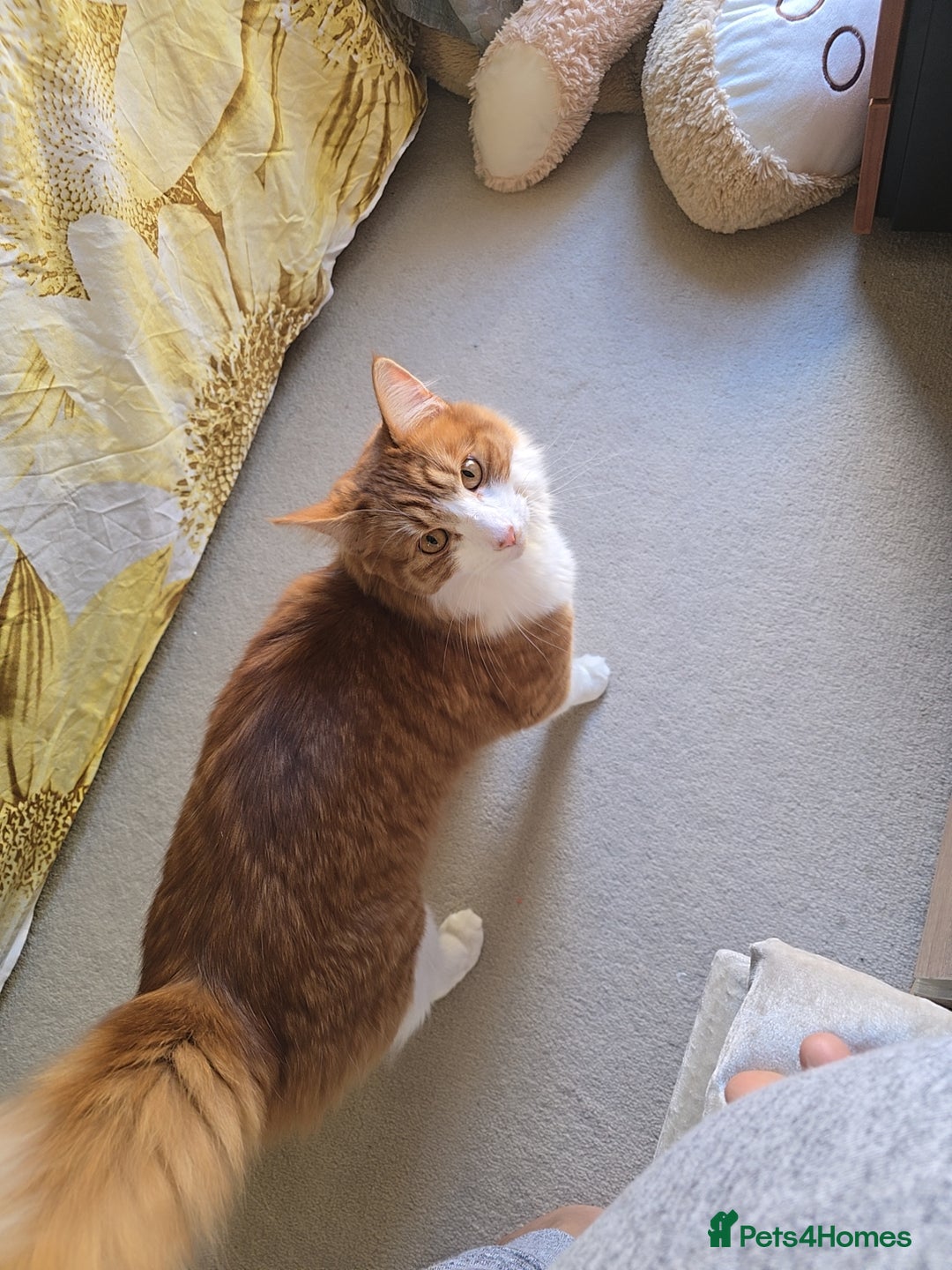 Mixed Breed cats for sale: Simba ginger mixed breed  - Image 1