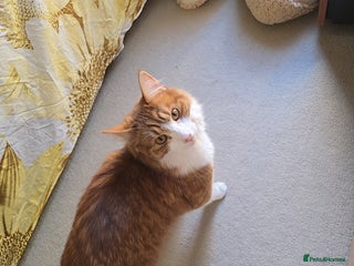 Mixed Breed cats for sale - Advert 1