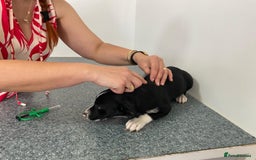 Mixed Breed dogs for adoption: Meet LUNA, a Lovely Puppy Girl - for a Loving Home - Image 31