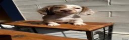 Miniature Dachshund dogs for sale:  Chocolate long hair dapples  - Advert 21