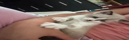 Mixed Breed cats for sale: Beautiful kittens looking for lovely home in Enfield - Advert 10