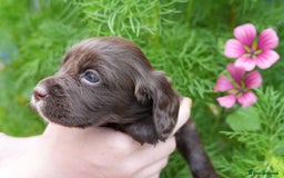 Cocker Spaniel dogs for sale: 4 male KC working cocker spaniel puppies - Image 10