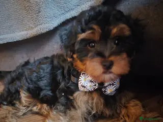 Mixed Breed dogs MEET THE CAVORKIES!3BOYS READY TO STEAL YOUR HEART - Advert 1