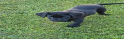 Labrador Retriever dogs for sale: Beautiful litter of labrador pups - Advert 6