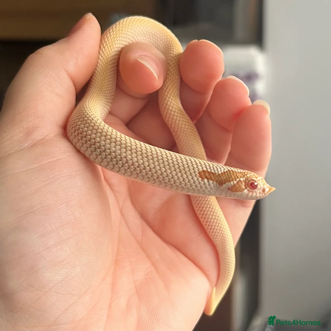 Snake reptiles for sale: Various 2024/2025 Western Hognoses - Advert 1