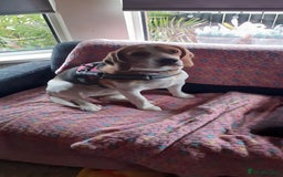 Beagle dogs for sale: Beagle - Image 1