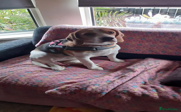 Beagle dogs - Advert 4