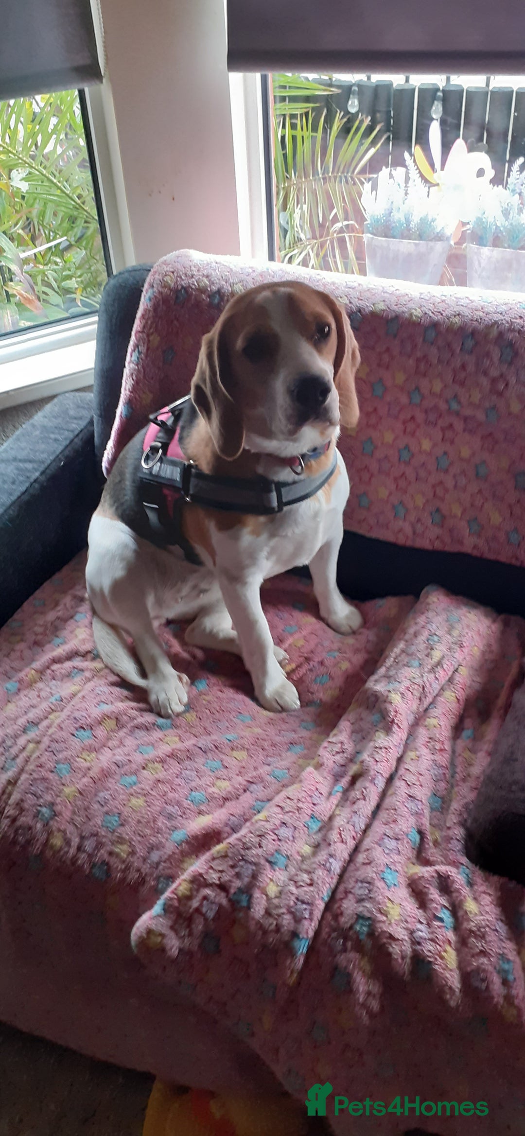 Beagle dogs for sale: Beagle - Image 1