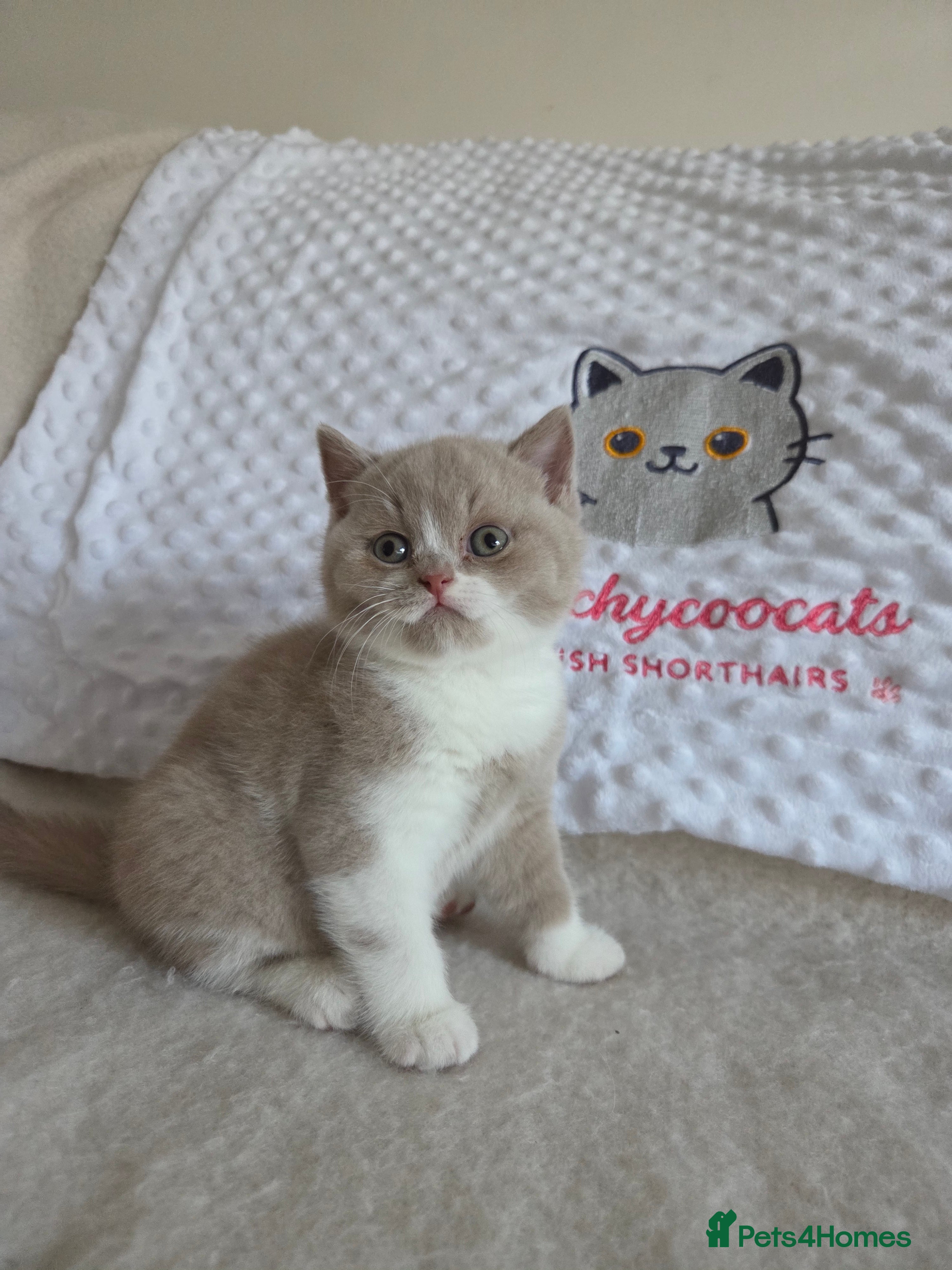 British Shorthair cats Gccf registered British shorthair kittens  - Advert 2