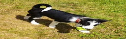Border Collie dogs for sale: Female border collie pup - Advert 5