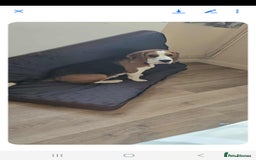 Bocker dogs for sale: Male beagle puppy  - Image 3