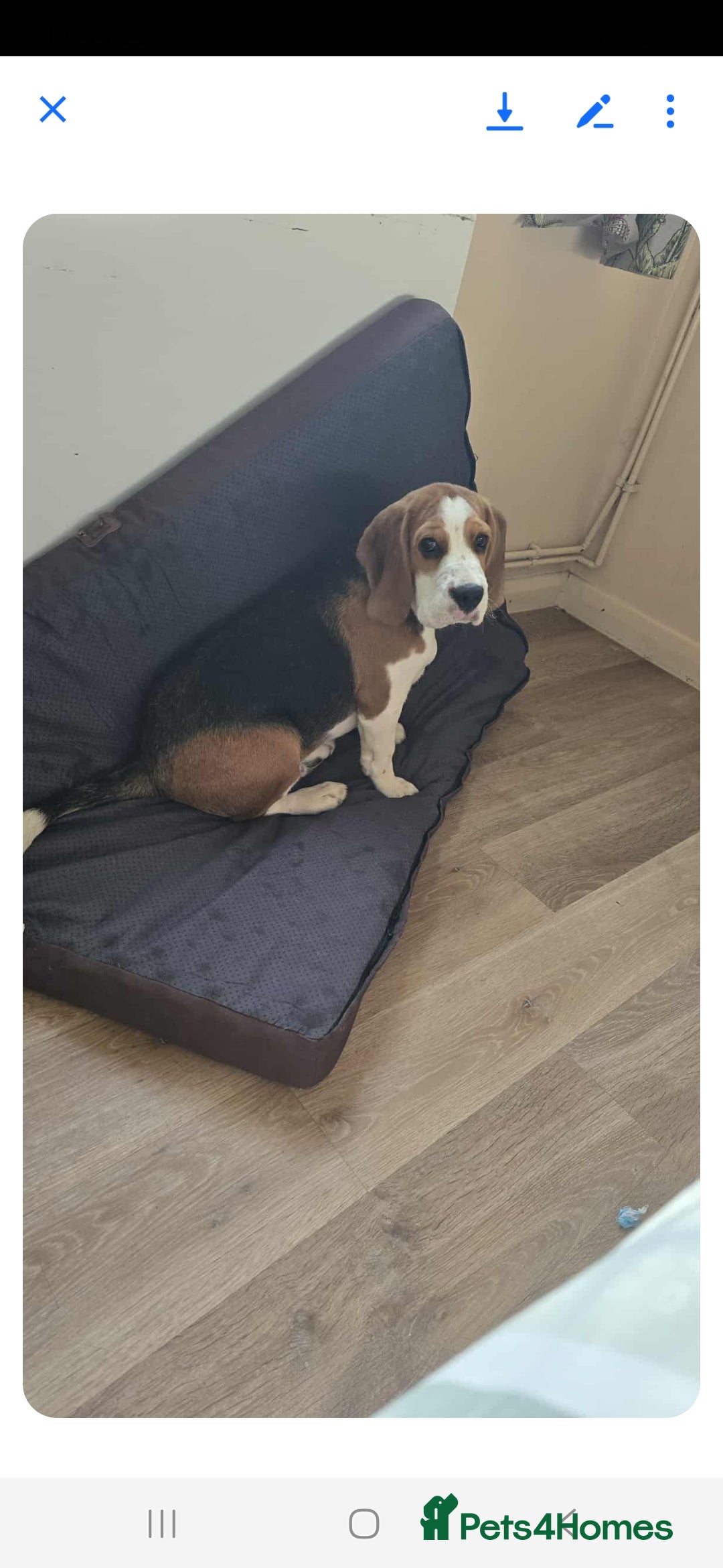Bocker dogs for sale: Male beagle puppy  - Image 3