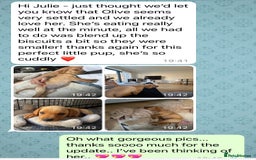 Labrador Retriever dogs for sale: Perfect Litter of 5th Generation Labrador Puppies - Advert 16