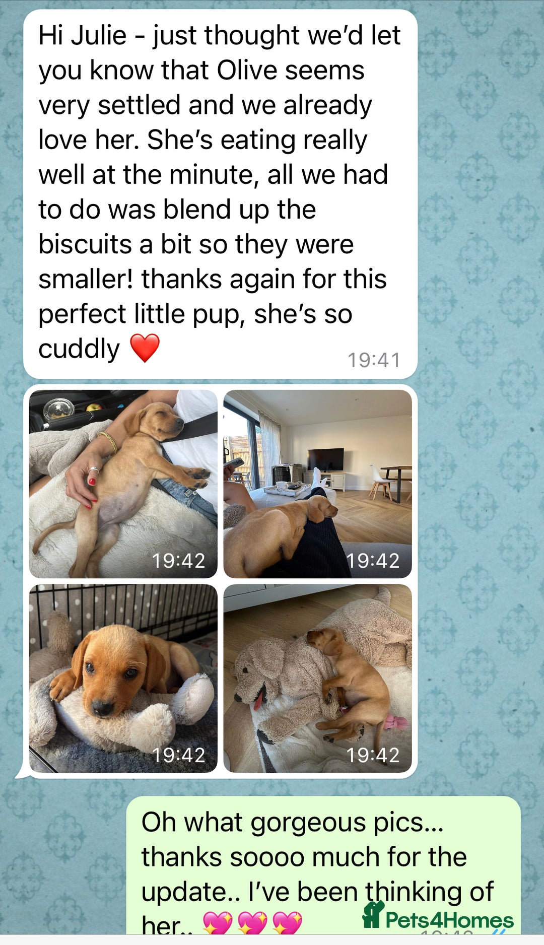 Labrador Retriever dogs for sale: Perfect Litter of 5th Generation Labrador Puppies - Advert 16