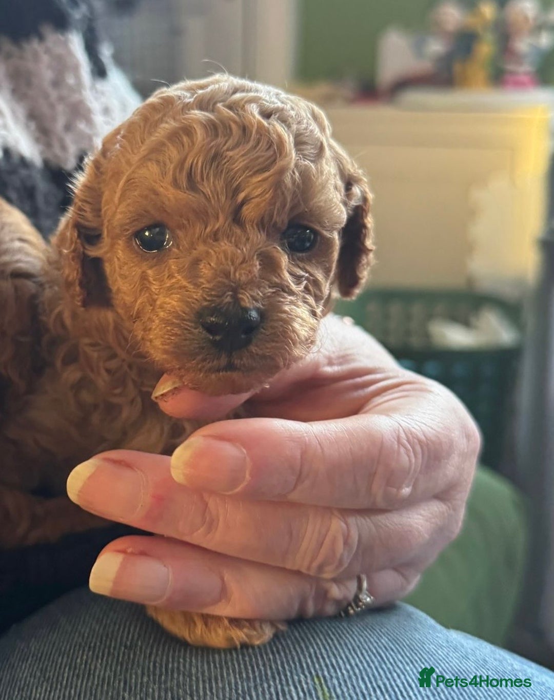 Doxiepoo dogs for sale: Stunning Doxipoo puppies  - Advert 10