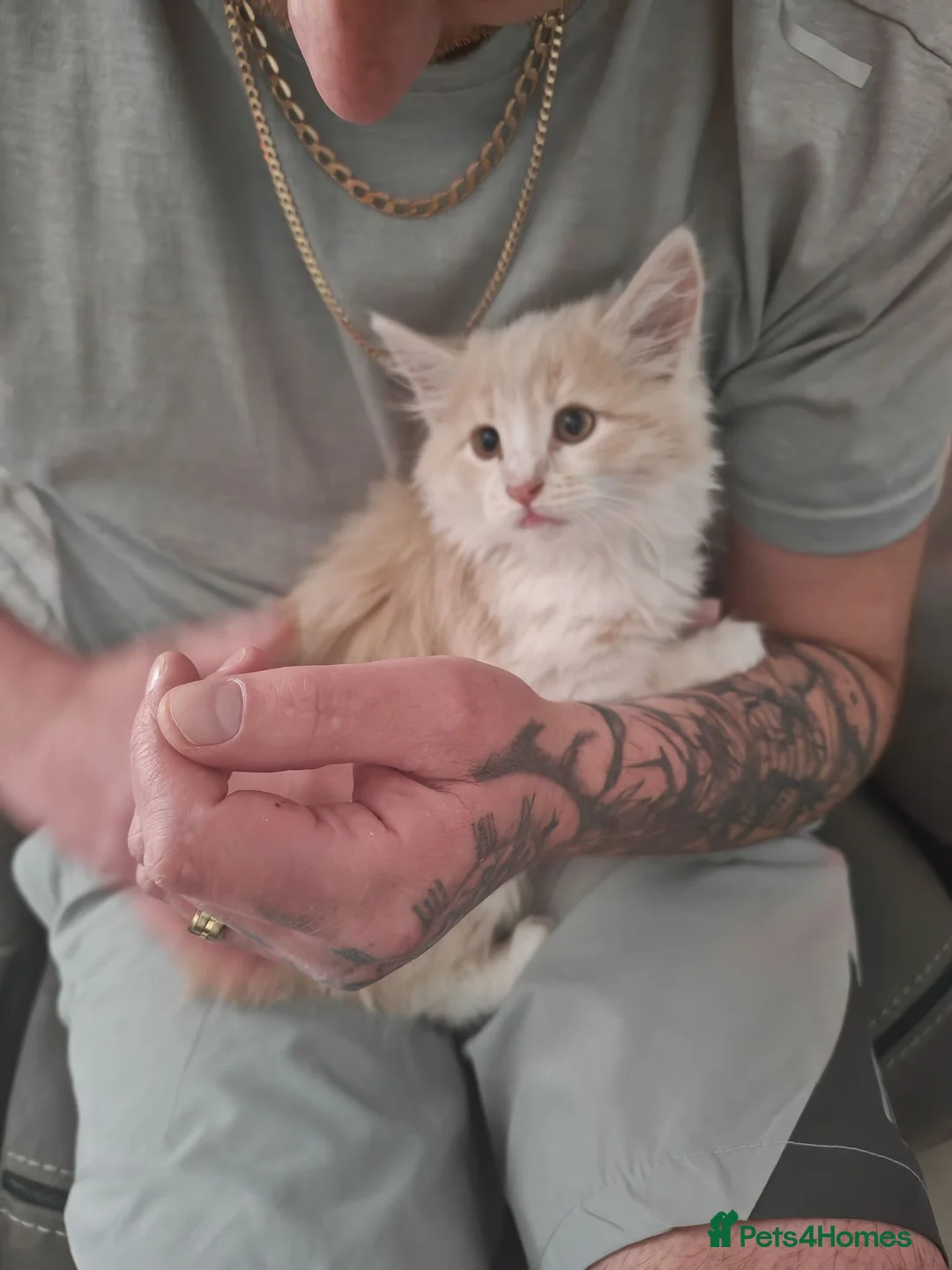 Mixed Breed cats for sale: Maincoon x - Advert 5