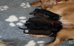 Cocker Spaniel dogs for sale: Cocker Spaniel Puppies - Image 2