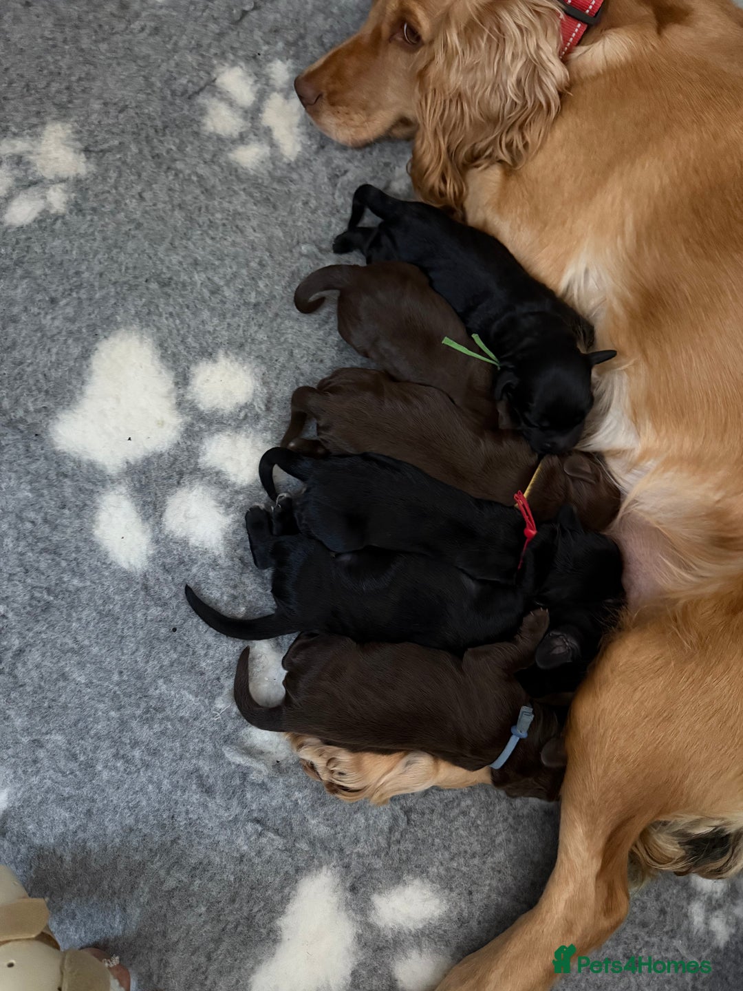Cocker Spaniel dogs for sale: Cocker Spaniel Puppies - Image 2