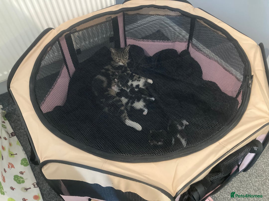 Mixed Breed cats for sale: 6 kittens looking for their forever homes  - Image 9