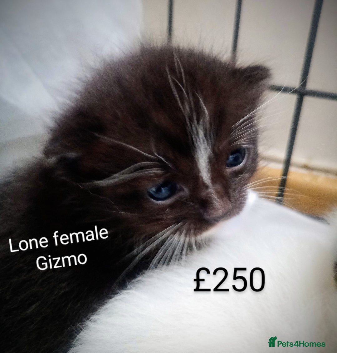 Ragdoll cats for sale: Ragdoll kittens  - Image 11