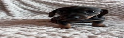 Miniature Dachshund dogs for sale: 3 gorgeous miniature dachshund girls  - Advert 13