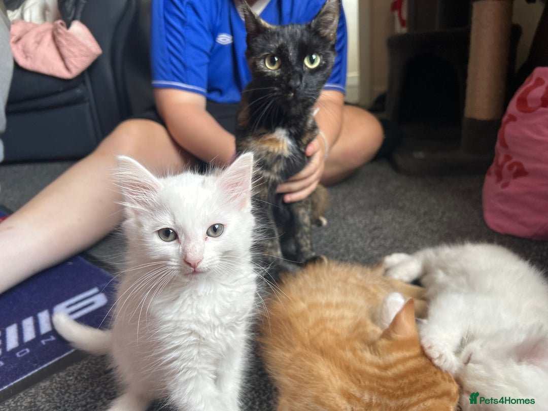 Mixed Breed cats for sale: Male kittens - Image 9