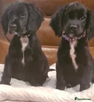 Sprocker dogs - Advert 2