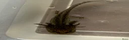 Axolotl reptiles for sale: Rescue Axolotls Looking For New Home  - Advert 15
