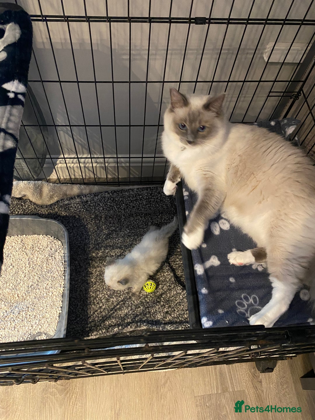 Ragdoll cats for sale: Ragdoll kittens  - Image 8