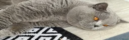 British Shorthair cats for stud: 💙🔥 GCCF BLUE STUD EAST MIDLANDS  - Advert 5