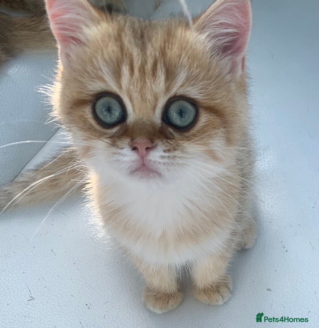 British Shorthair cats for sale:  **   ** : BSH Golden champion lines - Advert 29