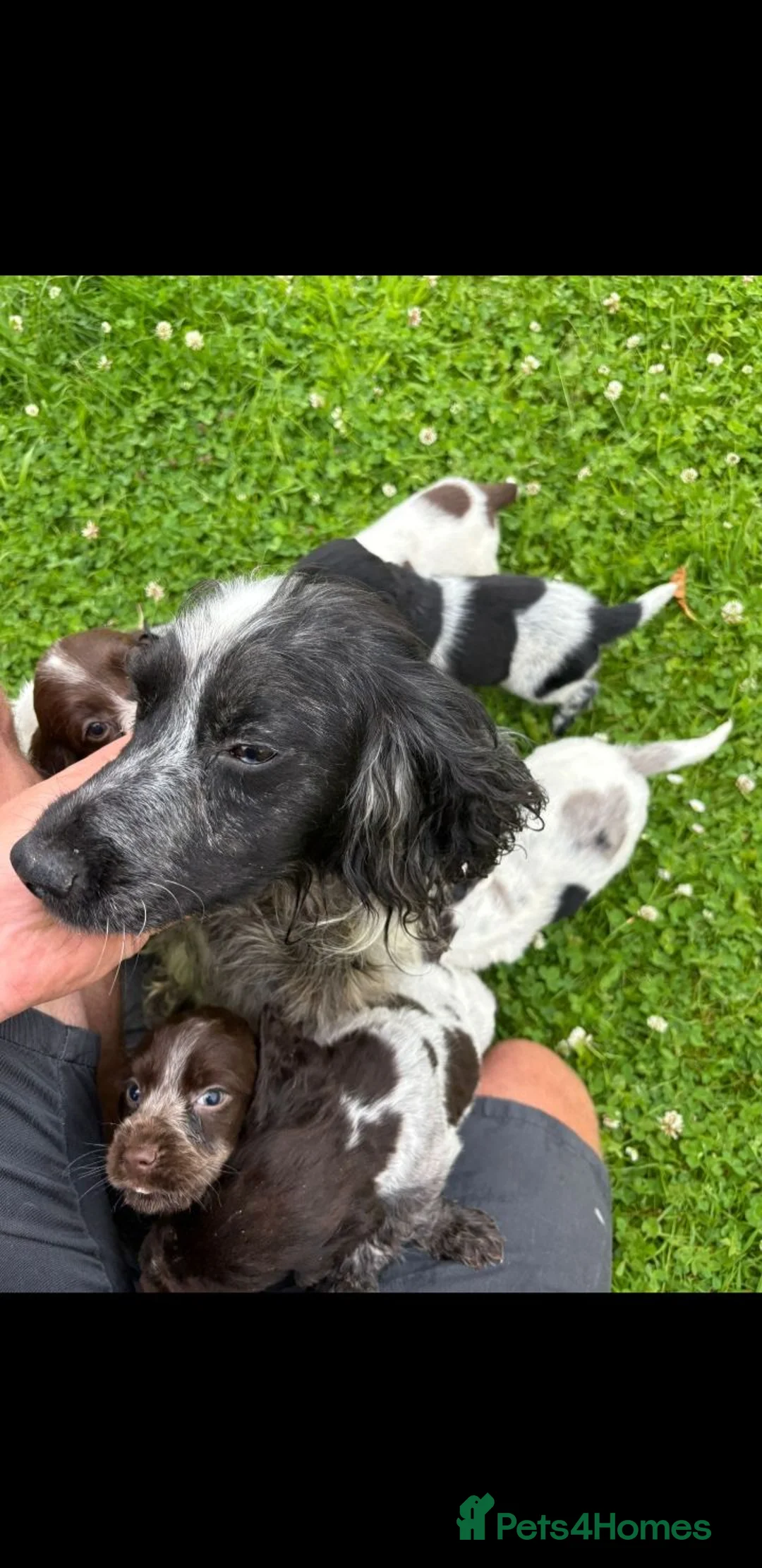 Cocker Spaniel dogs for sale: Cocker spaniel puppies in Llanelli - Advert 13