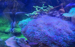 Other/Mixed Breed fish for sale: Beautiful mature reeftank - Image 8