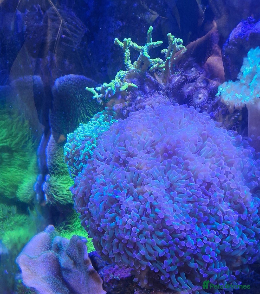 Other/Mixed Breed fish for sale: Beautiful mature reeftank - Image 8